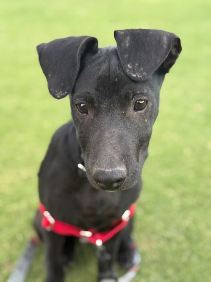 Lunchbox pup: Slim Jim 2