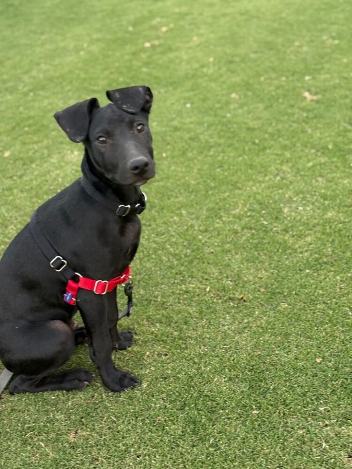 Lunchbox pup: Slim Jim 4