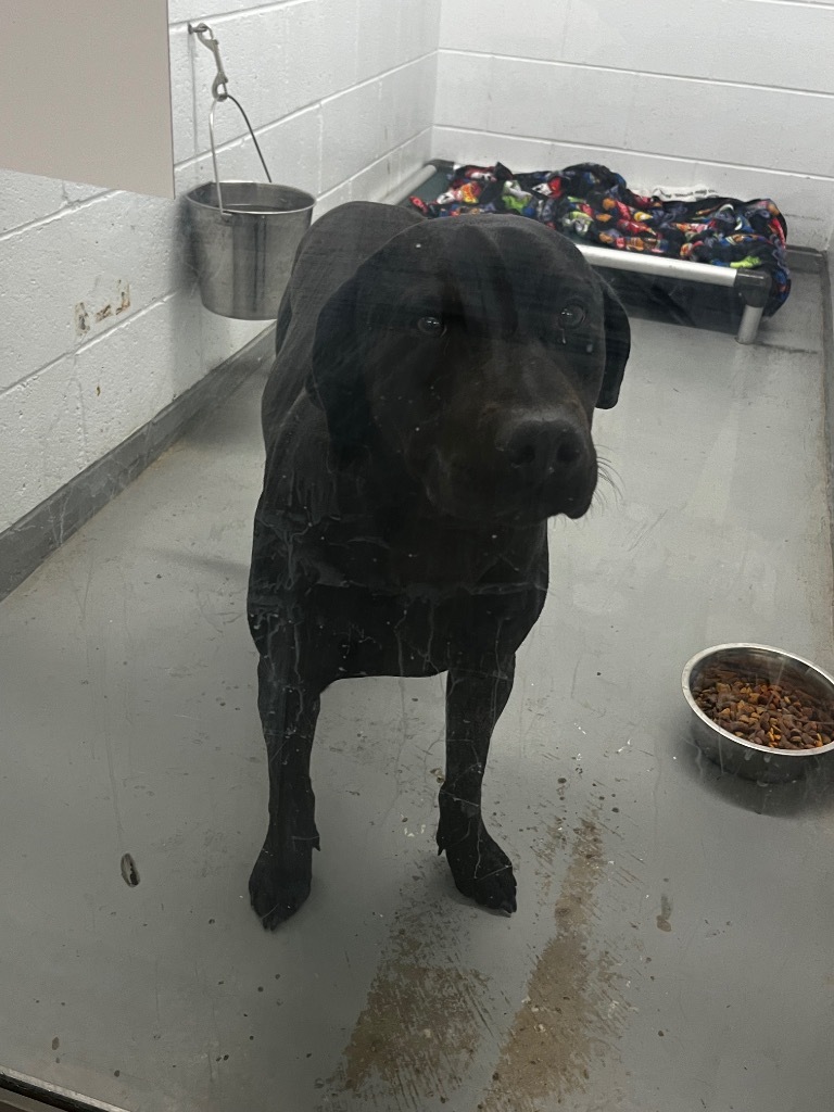 Dog for adoption Jude, a Labrador Retriever Mix in Crandon, WI