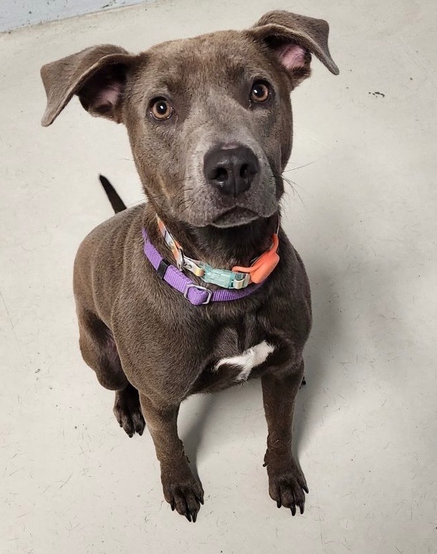 Nova, an adoptable Mixed Breed in Crandon, WI, 54520 | Photo Image 1