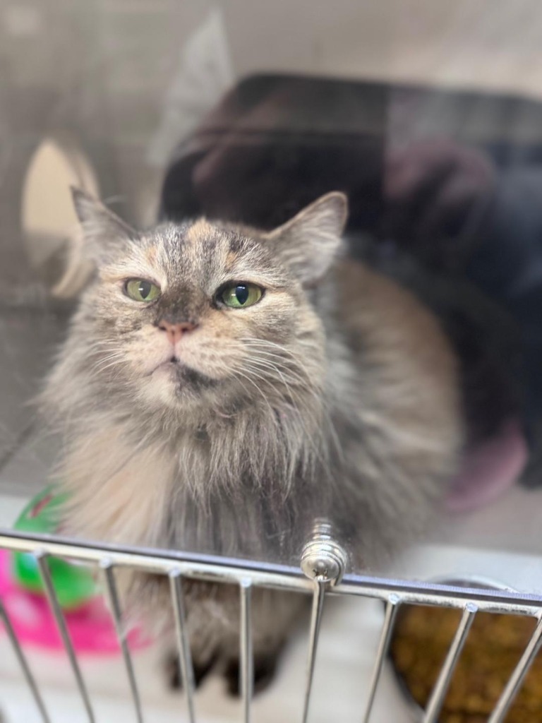 Caterpie, an adoptable Abyssinian in Crandon, WI, 54520 | Photo Image 1