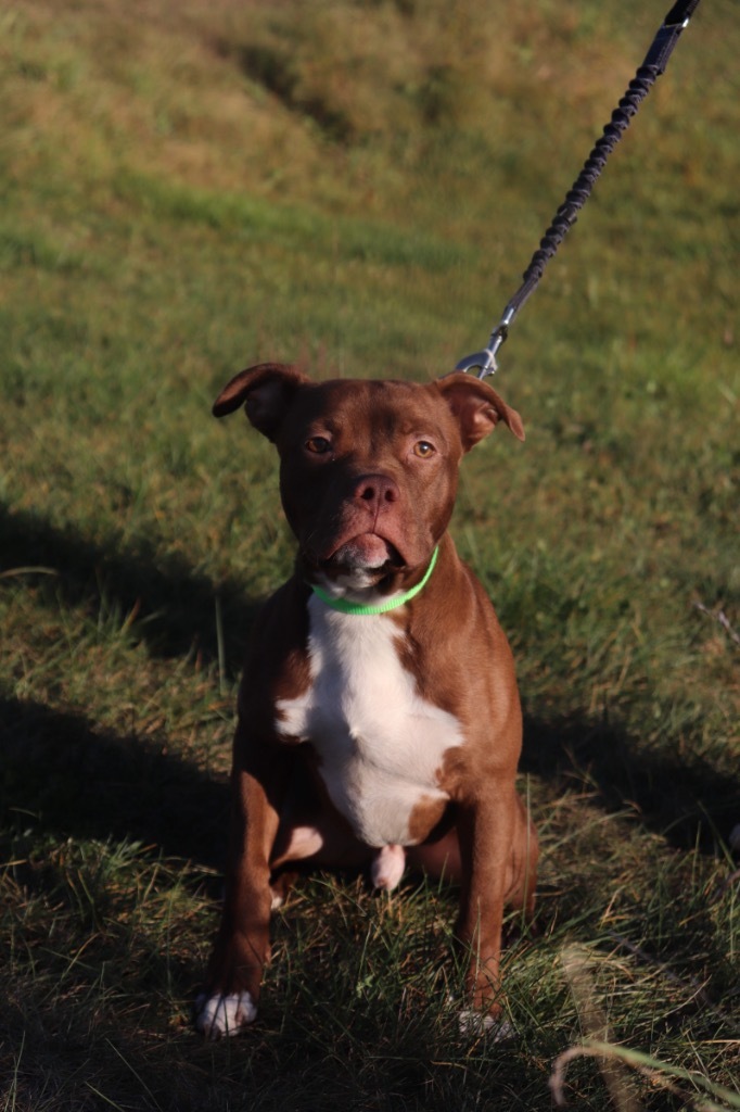 Waddles, an adoptable Mixed Breed in Crandon, WI, 54520 | Photo Image 1