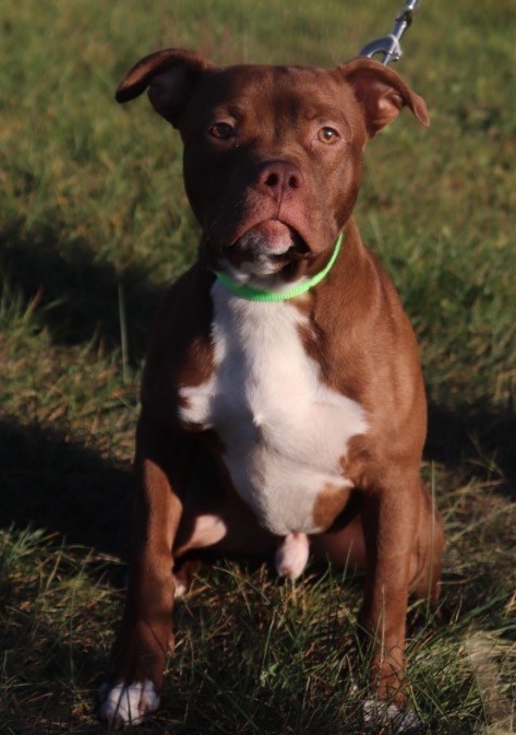 Waddles, an adoptable Mixed Breed in Crandon, WI, 54520 | Photo Image 1