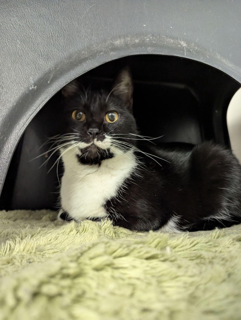 Java_Juice, an adoptable Domestic Short Hair in Crandon, WI, 54520 | Photo Image 1