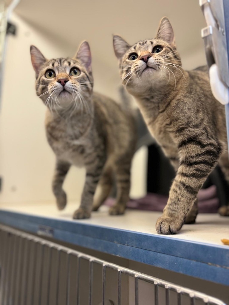 Nina, an adoptable Domestic Short Hair in Crandon, WI, 54520 | Photo Image 1
