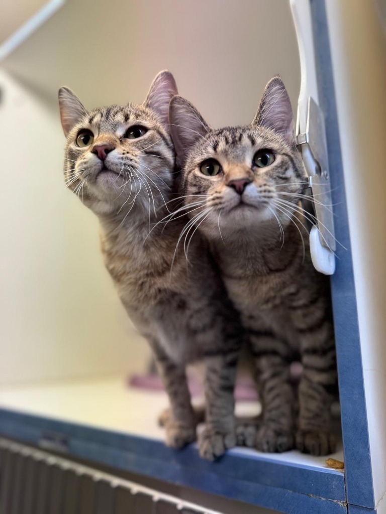 Junie, an adoptable Domestic Short Hair in Crandon, WI, 54520 | Photo Image 1