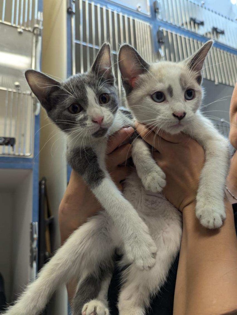 Cat for adoption Miss Kitty, a Domestic Short Hair Mix in Crandon, WI