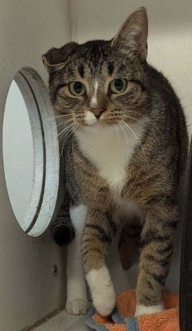 Dumbo, an adoptable Domestic Short Hair in Crandon, WI, 54520 | Photo Image 1