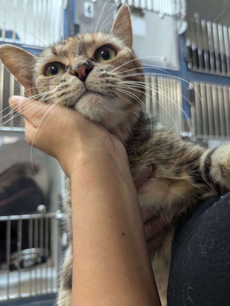 Tinker, an adoptable Domestic Short Hair in Crandon, WI, 54520 | Photo Image 1