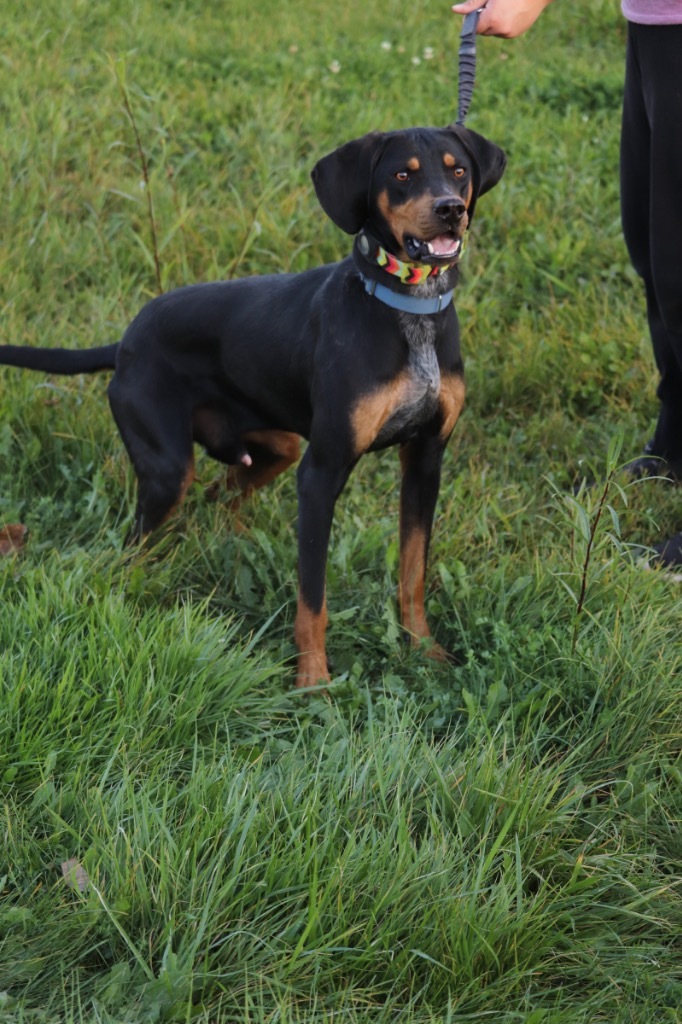 Gunner, an adoptable Black and Tan Coonhound in Crandon, WI, 54520 | Photo Image 1