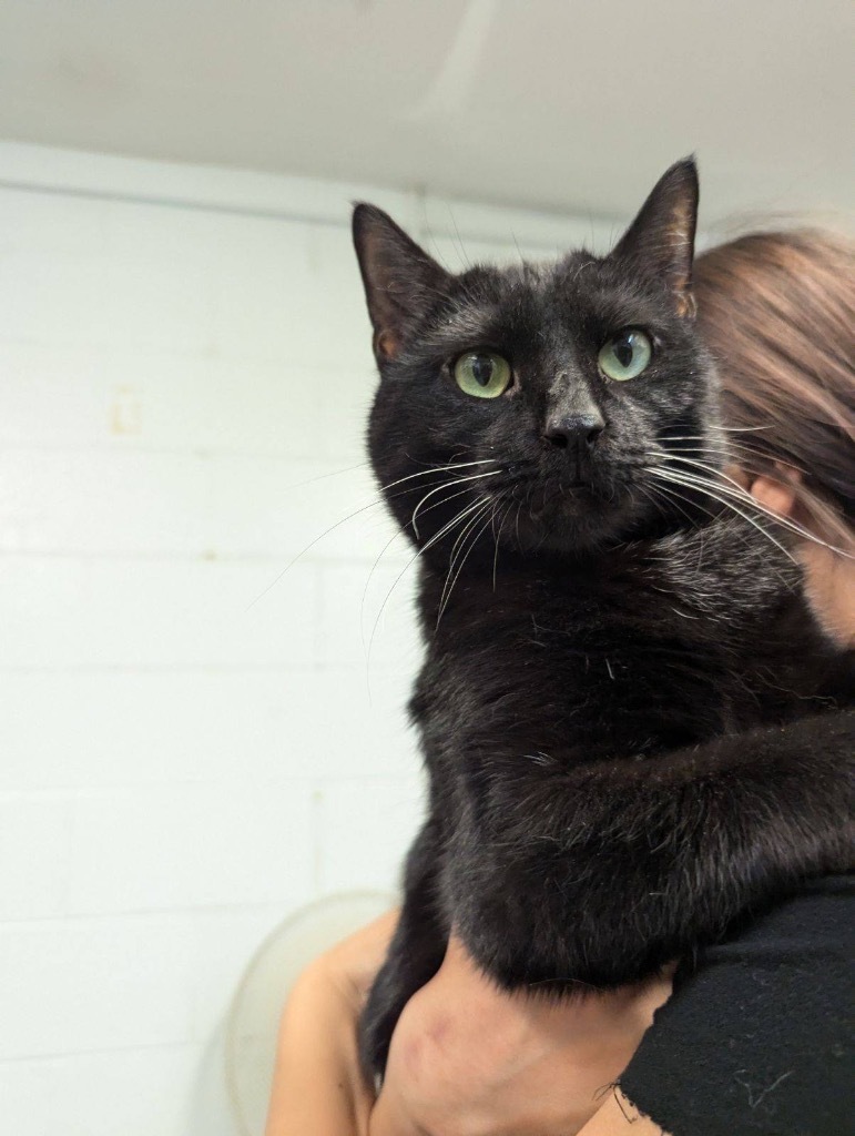 Nickel, an adoptable Domestic Short Hair in Crandon, WI, 54520 | Photo Image 1