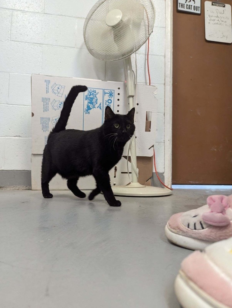 Nickel, an adoptable Domestic Short Hair in Crandon, WI, 54520 | Photo Image 2