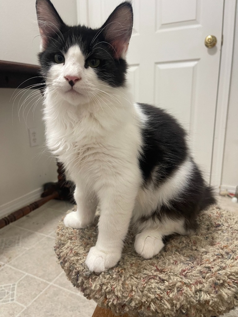 Soloman, an adoptable Domestic Long Hair in Palmer, AK, 99645 | Photo Image 1