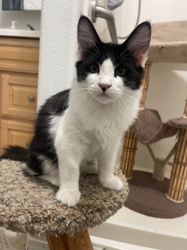 Soloman, an adoptable Domestic Long Hair in Palmer, AK, 99645 | Photo Image 3