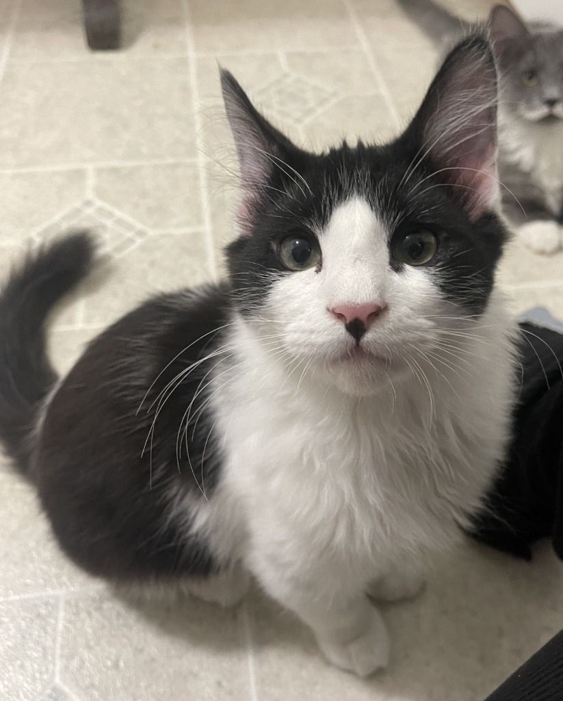 Soloman, an adoptable Domestic Long Hair in Palmer, AK, 99645 | Photo Image 5