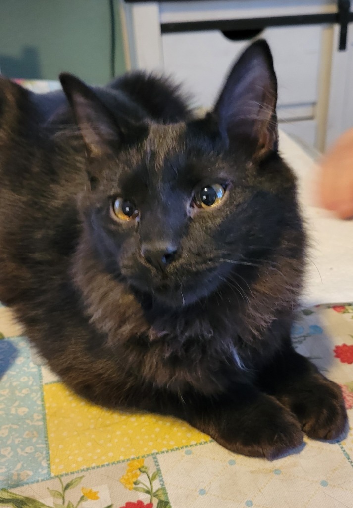 Baloo, an adoptable Domestic Medium Hair in Palmer, AK, 99645 | Photo Image 1