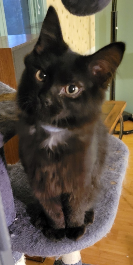 Baloo, an adoptable Domestic Medium Hair in Palmer, AK, 99645 | Photo Image 3