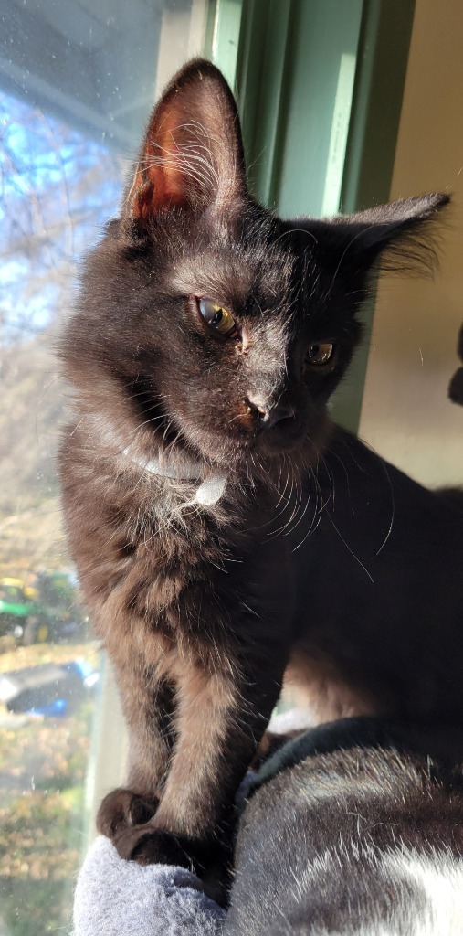 Baloo, an adoptable Domestic Medium Hair in Palmer, AK, 99645 | Photo Image 5