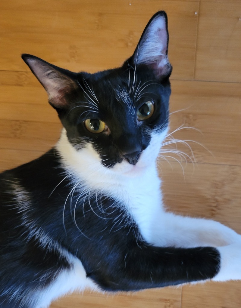 Raksha, an adoptable Domestic Medium Hair in Palmer, AK, 99645 | Photo Image 1