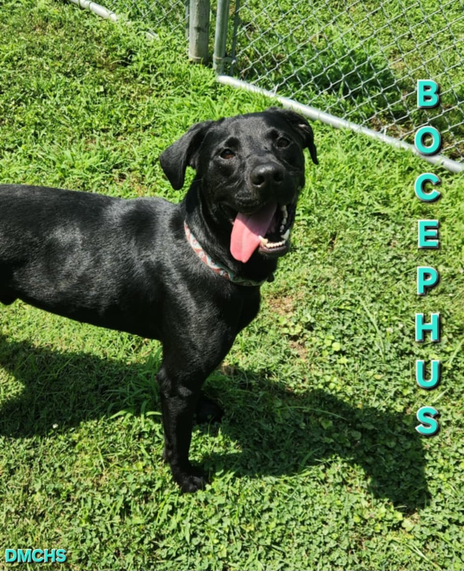 Bocephus, an adoptable Black Labrador Retriever in Burlington, IA, 52601 | Photo Image 1