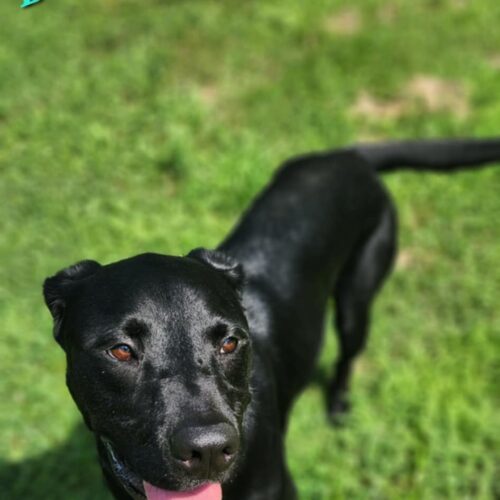 Bocephus, an adoptable Black Labrador Retriever in Burlington, IA, 52601 | Photo Image 2