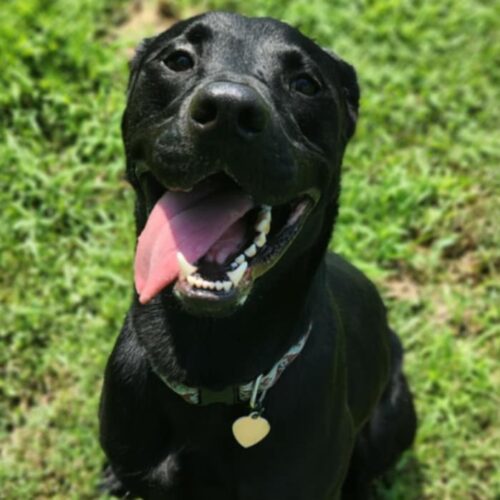 Bocephus, an adoptable Black Labrador Retriever in Burlington, IA, 52601 | Photo Image 3