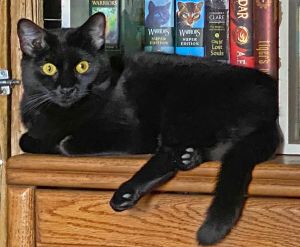 Ghost, Young Female Domestic Short Hair