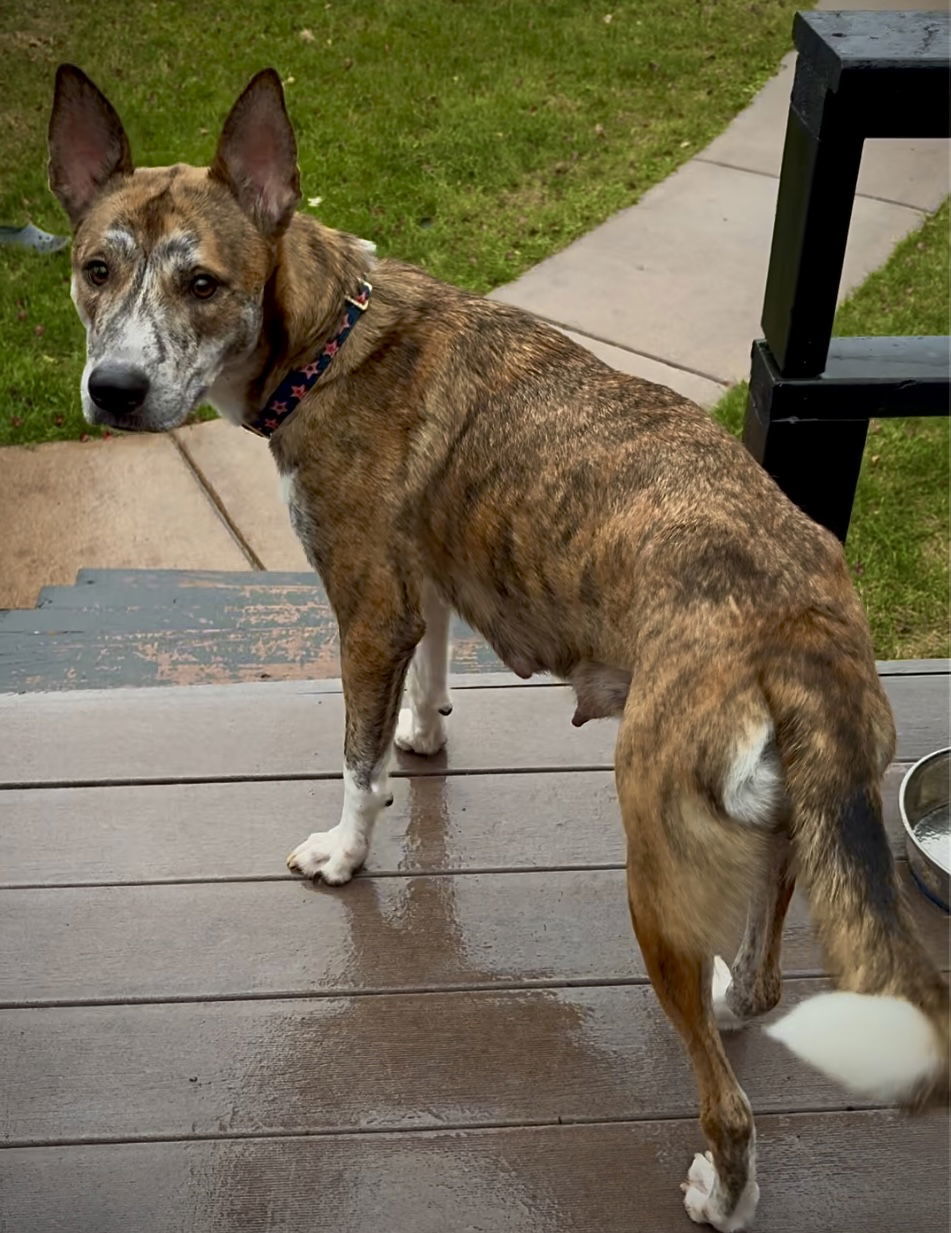 Mama Quinn, an adoptable Husky, Terrier in Duluth, MN, 55807 | Photo Image 1