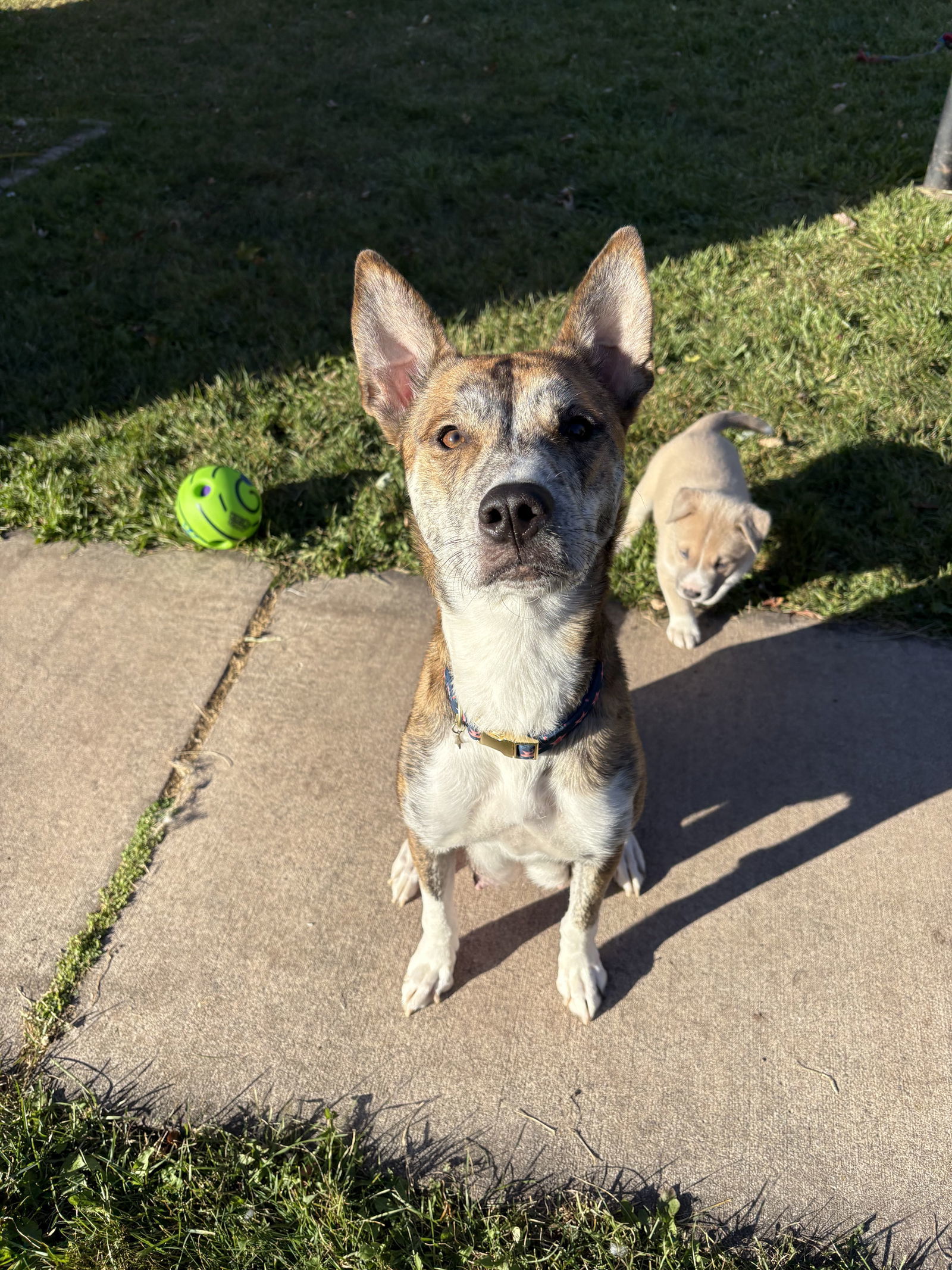 Mama Quinn, an adoptable Husky, Terrier in Duluth, MN, 55807 | Photo Image 2