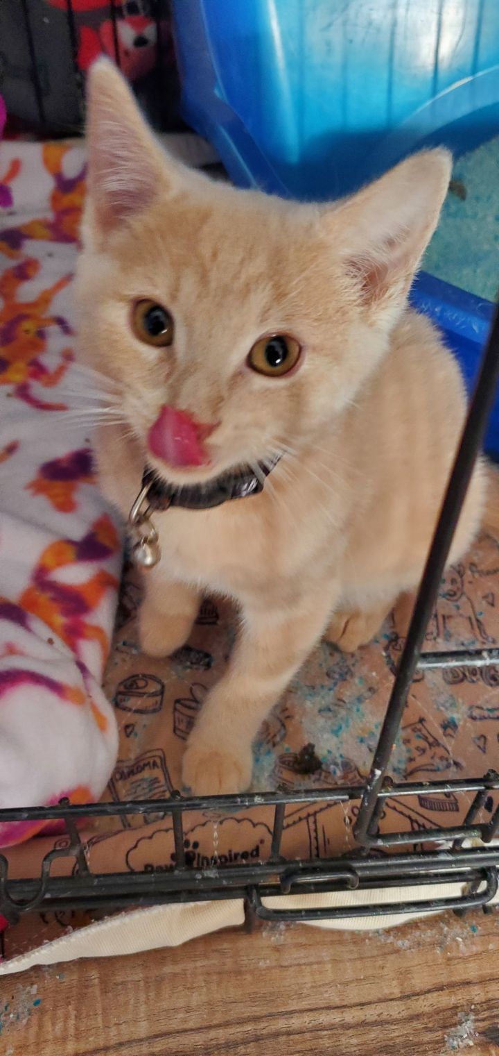 Cat for adoption Alfredo Linguini, a Domestic Short Hair in Trenton