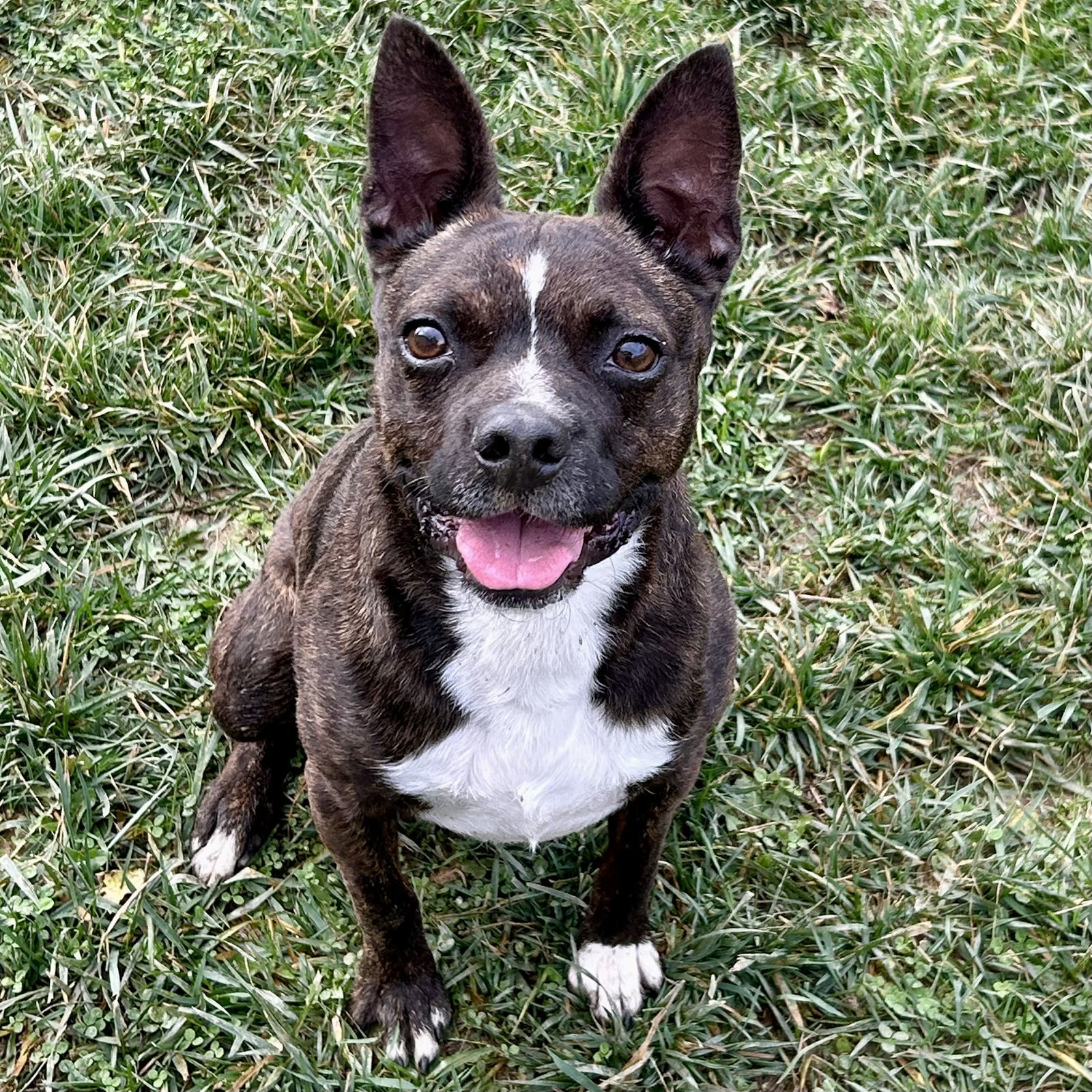 Dog for adoption Skywalker, a Boston Terrier Mix in Norwood, OH
