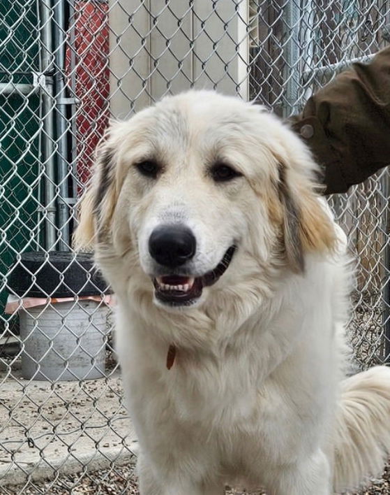 Nala, an adoptable Great Pyrenees in Hamilton, MT, 59840 | Photo Image 1