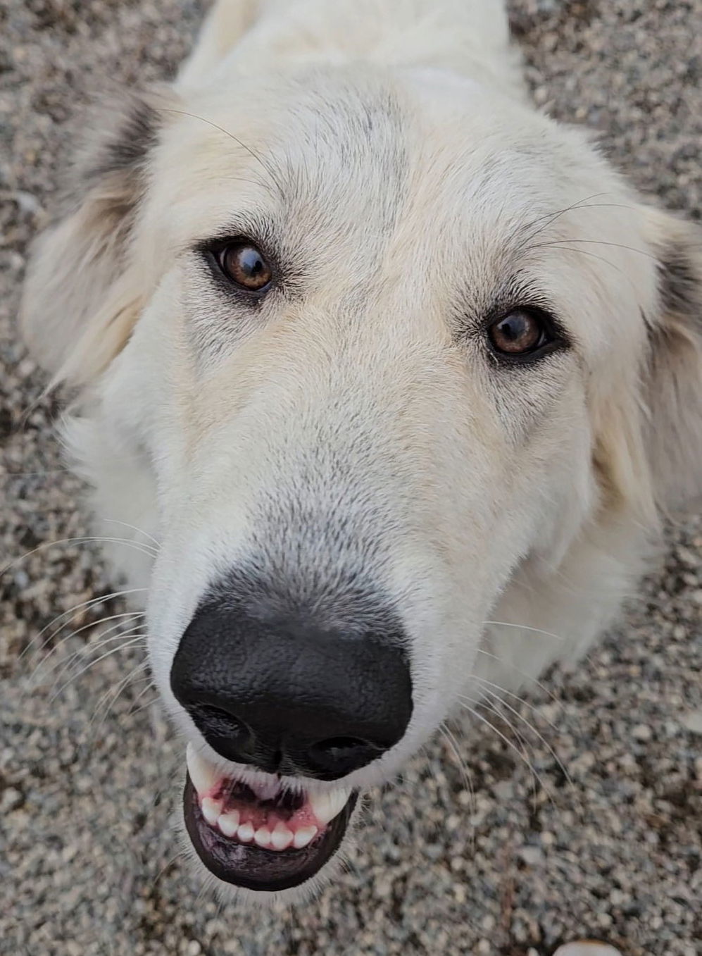 Nala, an adoptable Great Pyrenees in Hamilton, MT, 59840 | Photo Image 2