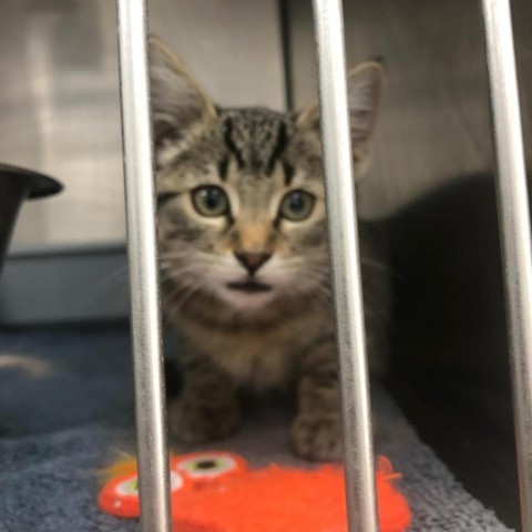 Peanut, an adoptable Domestic Short Hair in Garden City, KS, 67846 | Photo Image 1