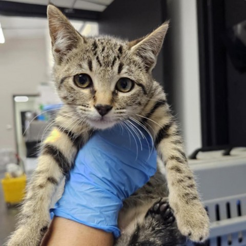 Time, an adoptable Domestic Short Hair in Garden City, KS, 67846 | Photo Image 1