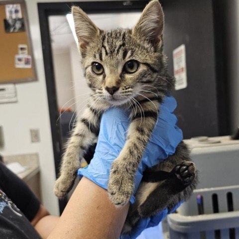 Butter, an adoptable Domestic Short Hair in Garden City, KS, 67846 | Photo Image 1