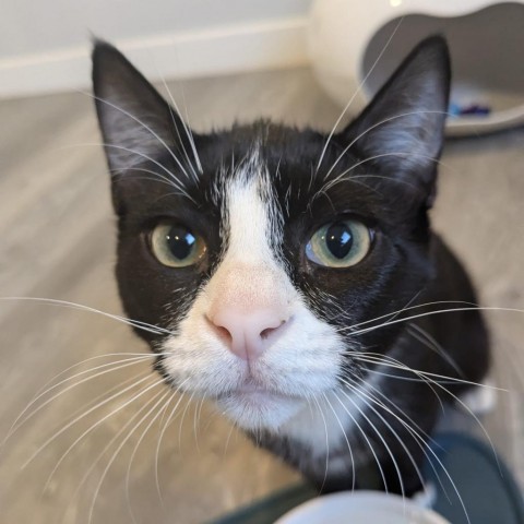 Johnny, an adoptable Domestic Short Hair in Talent, OR, 97540 | Photo Image 1