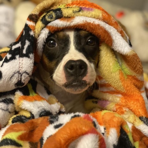 Georgie
