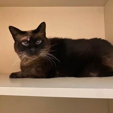 Gigi