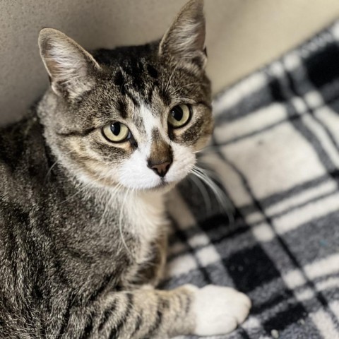 Funerella, an adoptable Domestic Short Hair in Rifle, CO, 81650 | Photo Image 1