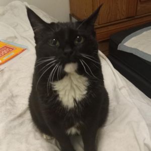Meet Kitty Girl - A Calm Loving Companion Looking for a Second Chance Kitty Gir