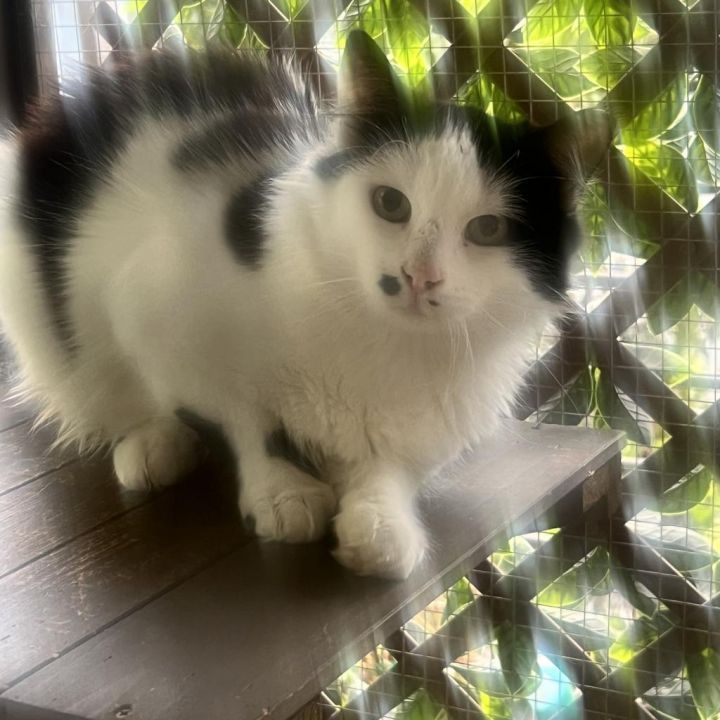 Smudge 2