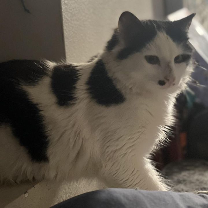 Smudge 4