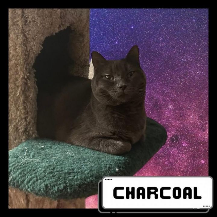 Charcoal 1