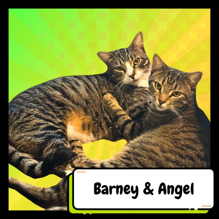 Barney & Angel 1