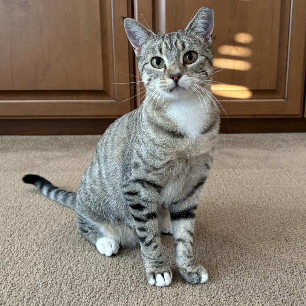 Poppy, an adoptable Egyptian Mau in Bountiful, UT, 84010 | Photo Image 1
