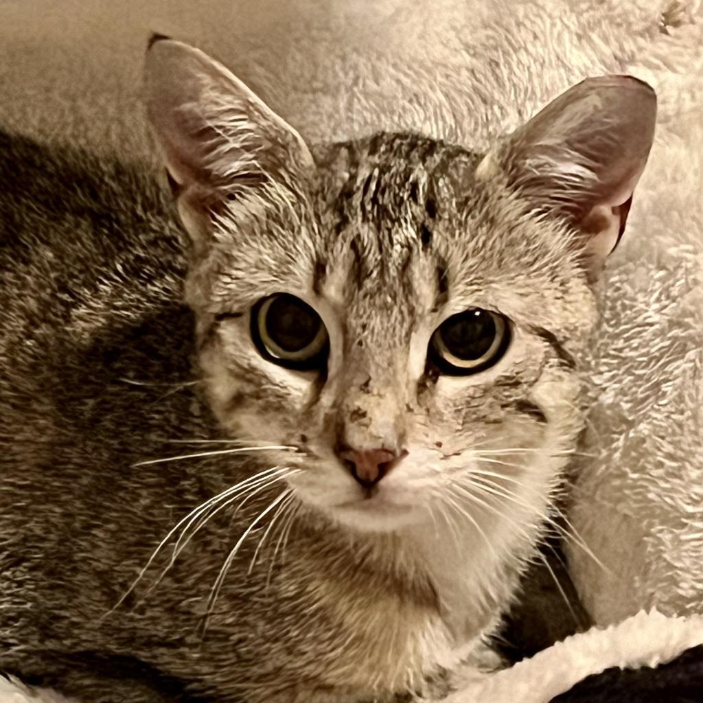 Poppy, an adoptable Egyptian Mau in Bountiful, UT, 84010 | Photo Image 2