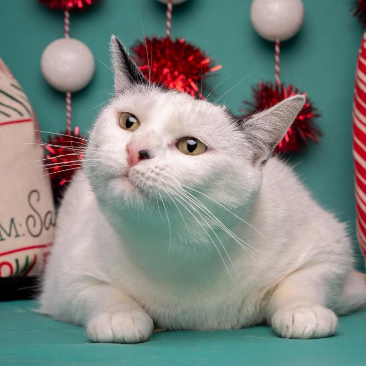Dottie, an adoptable Turkish Van in Bountiful, UT, 84010 | Photo Image 3