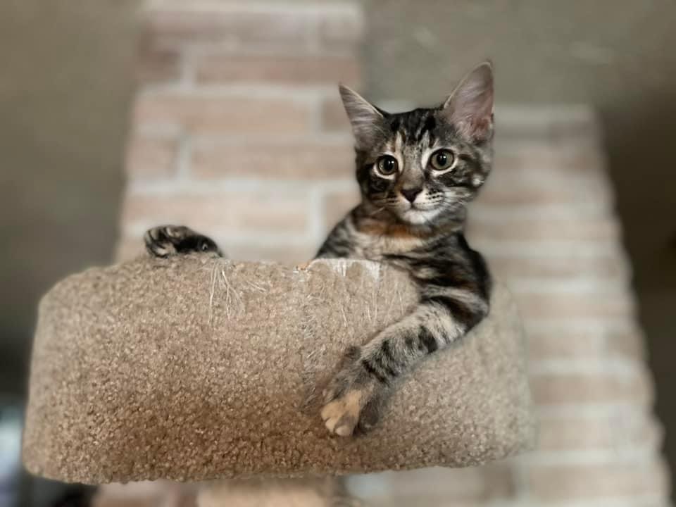 Cat for adoption Rachel Green, a Domestic Short Hair in Houston, TX