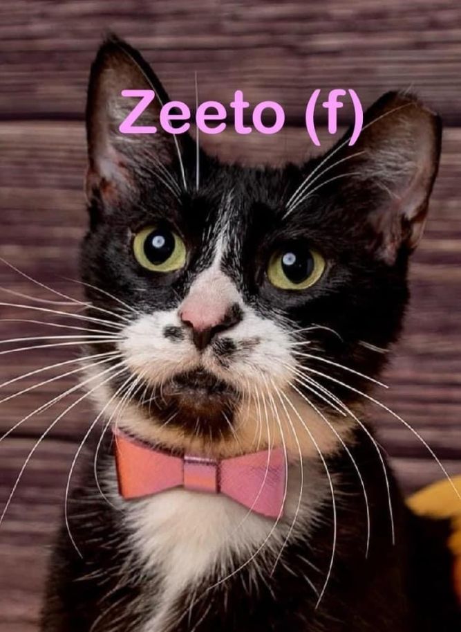 ZEETO